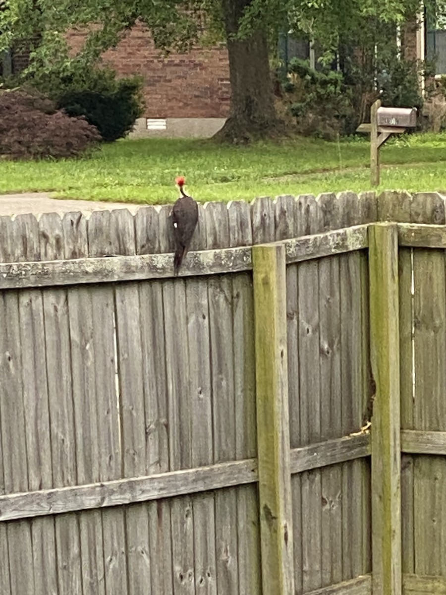 Red-headed Woodpecker - Melissa Harley