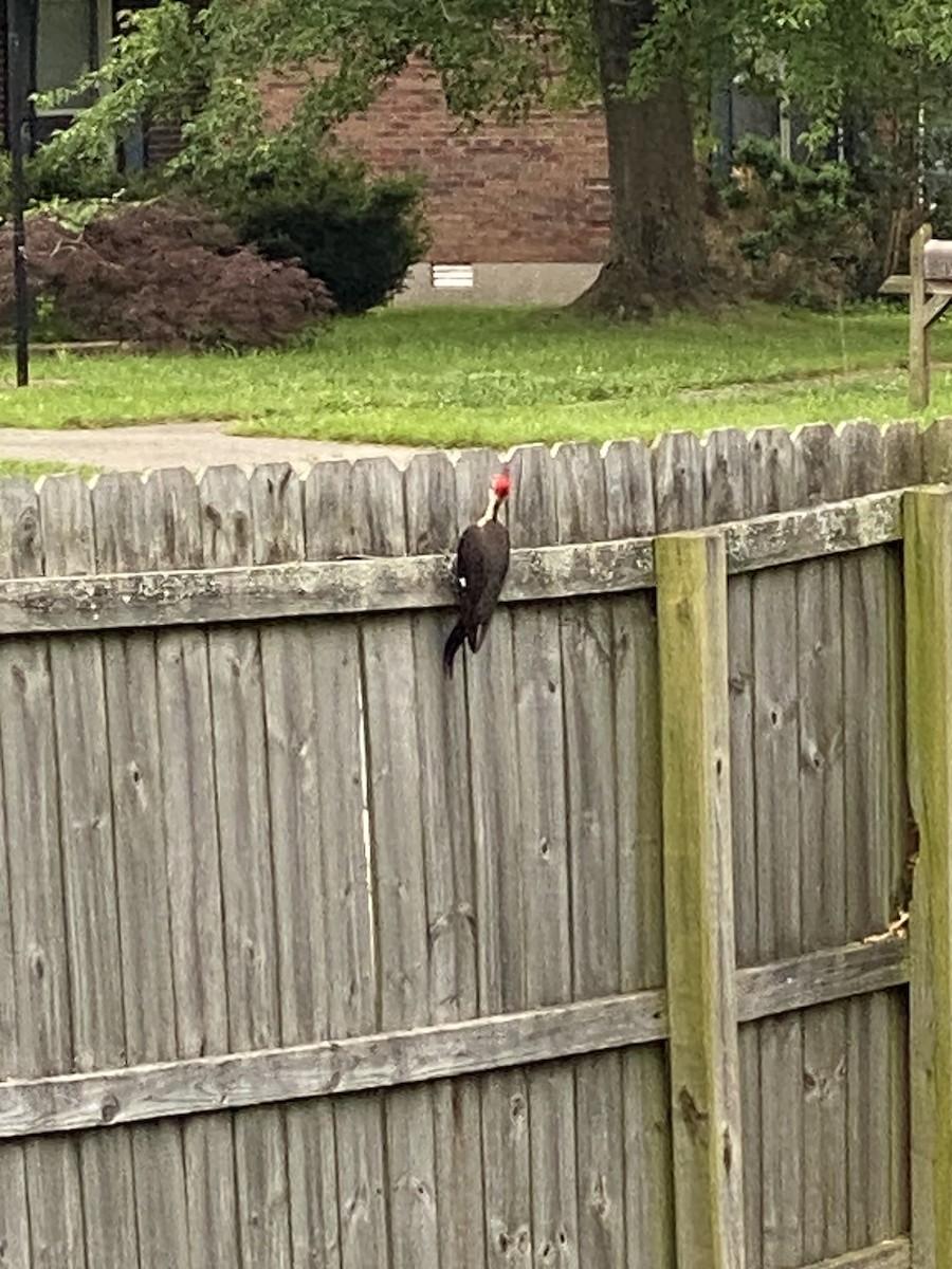 Red-headed Woodpecker - Melissa Harley