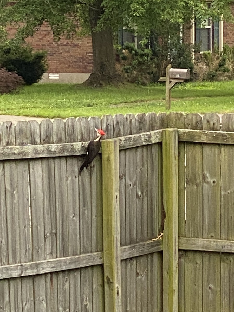 Red-headed Woodpecker - Melissa Harley