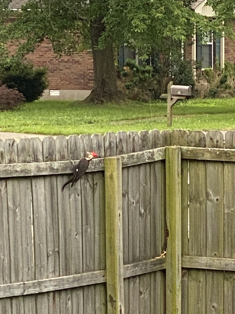 Red-headed Woodpecker - Melissa Harley