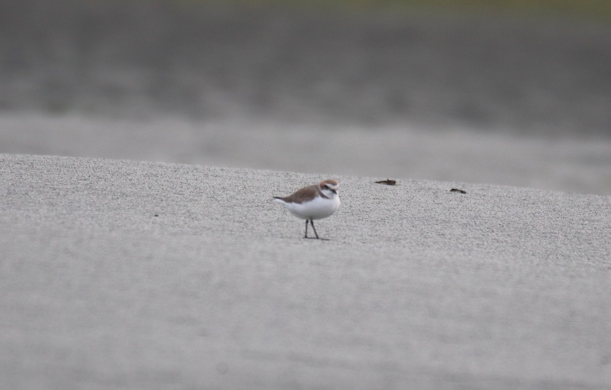 Kentish Plover - Praveen H N