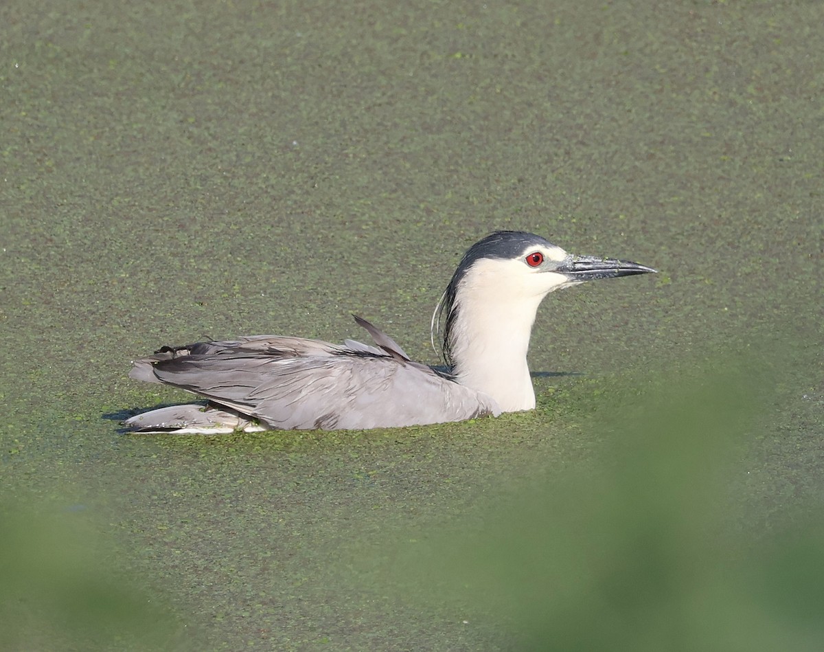 Black-crowned Night Heron - Mileta Čeković