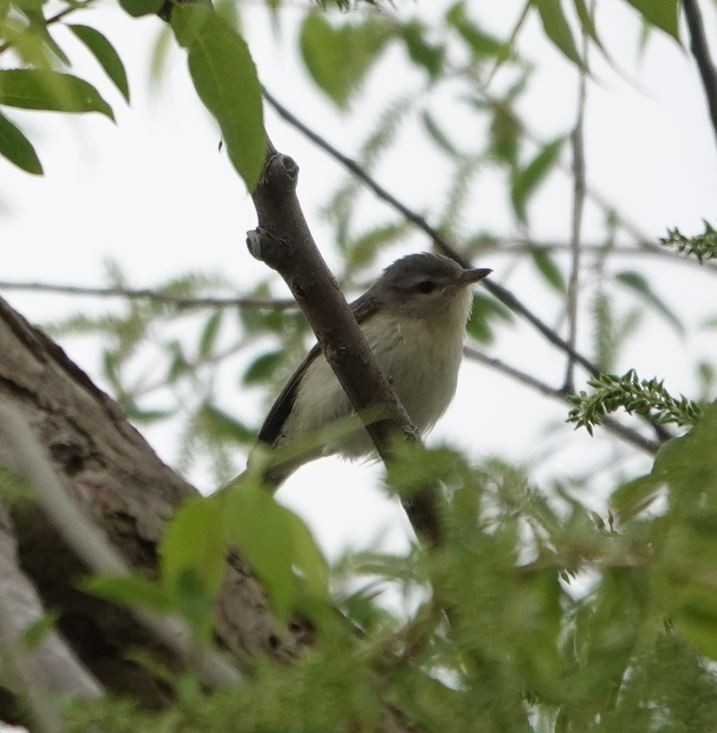 Warbling Vireo - Zhongyu Wang