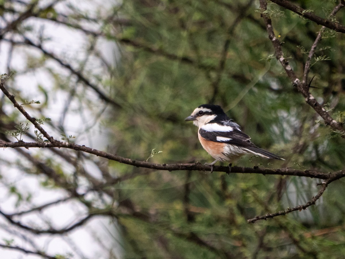 Masked Shrike - ML619560827