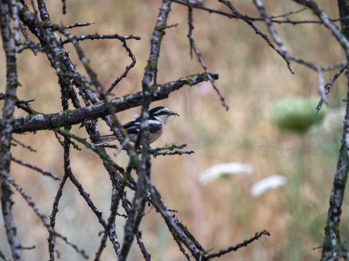 Masked Shrike - ML619560828