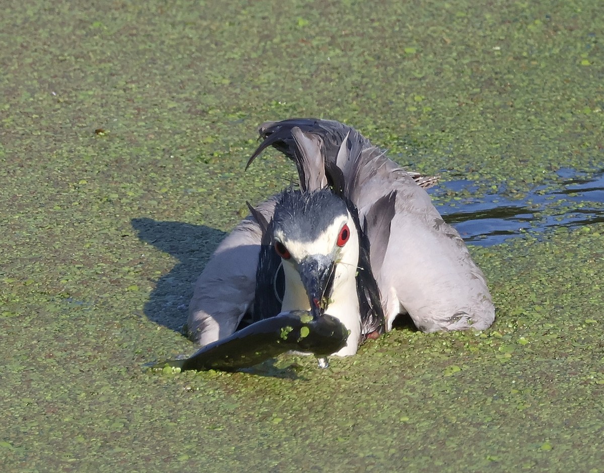 Black-crowned Night Heron - Mileta Čeković