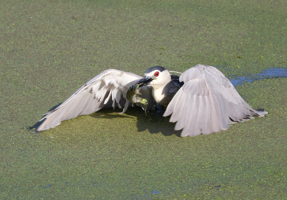 Black-crowned Night Heron - Mileta Čeković