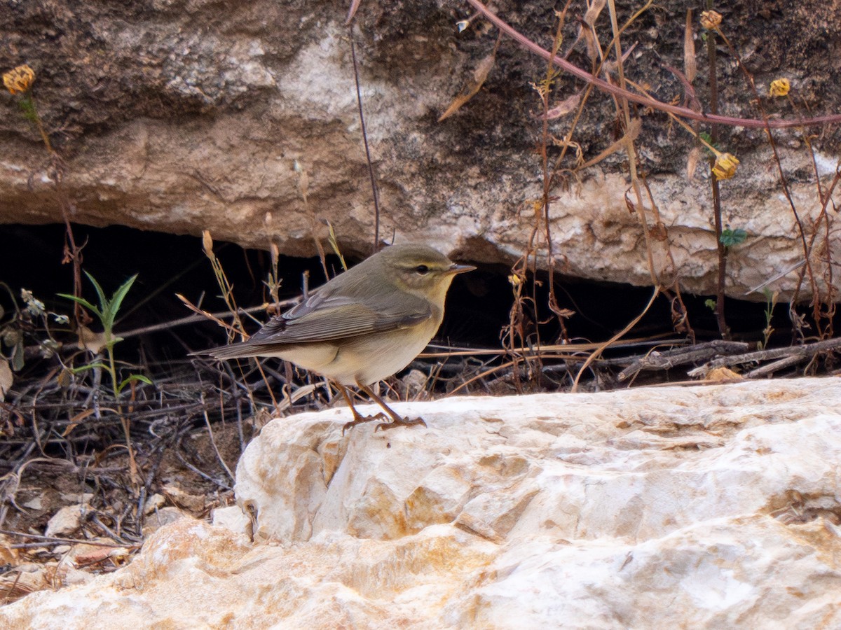 Willow Warbler - ML619560832