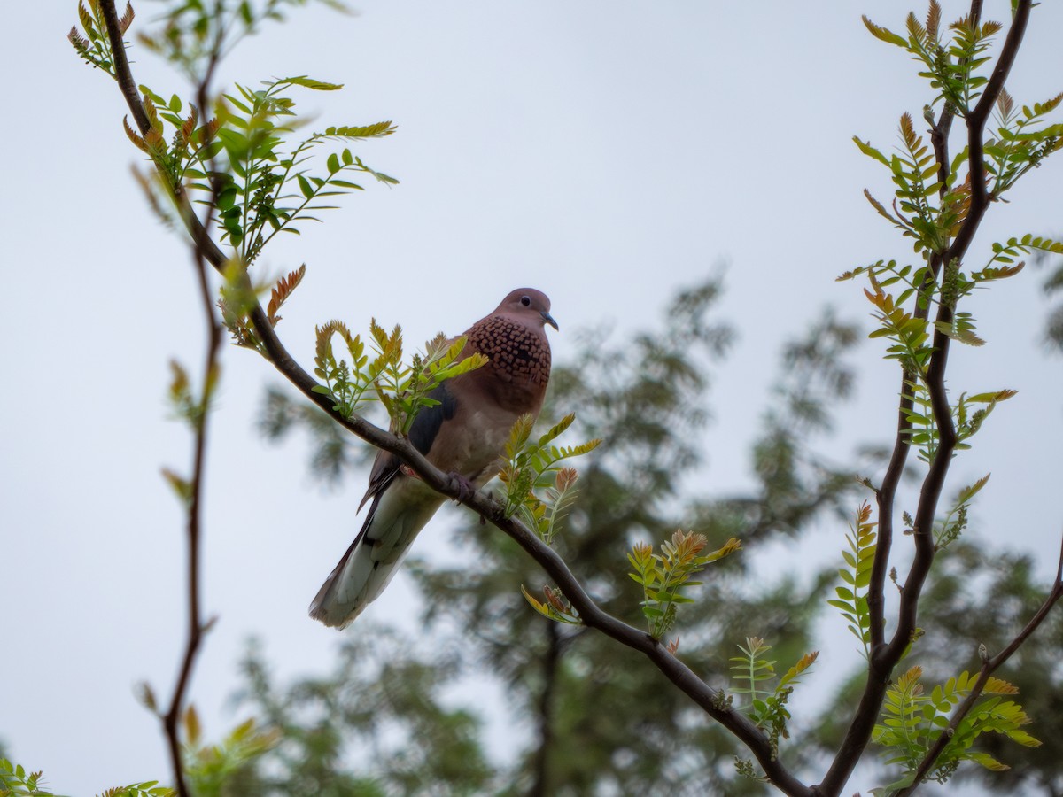 Laughing Dove - Yarin KR