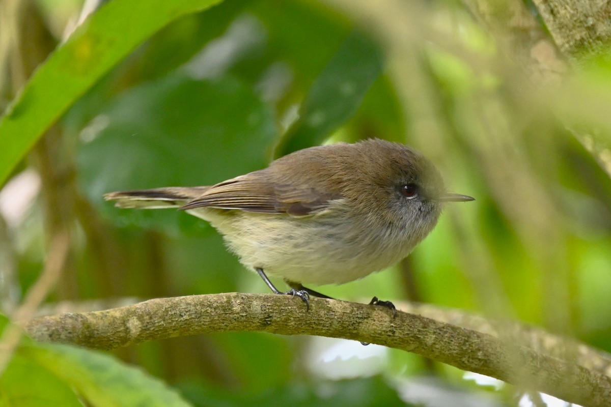 Gray Gerygone - Viktar Ryndzevich