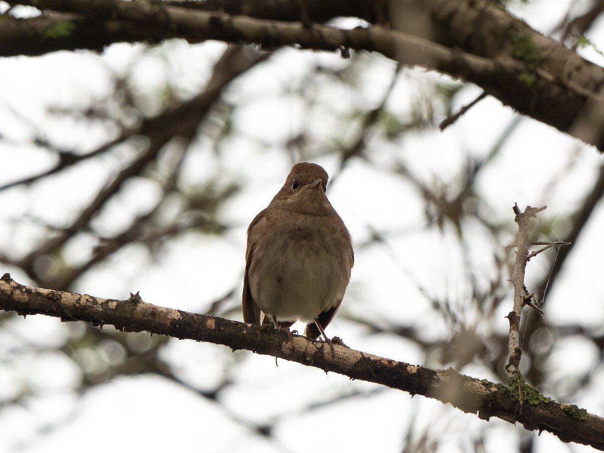 Thrush Nightingale - Yarin KR