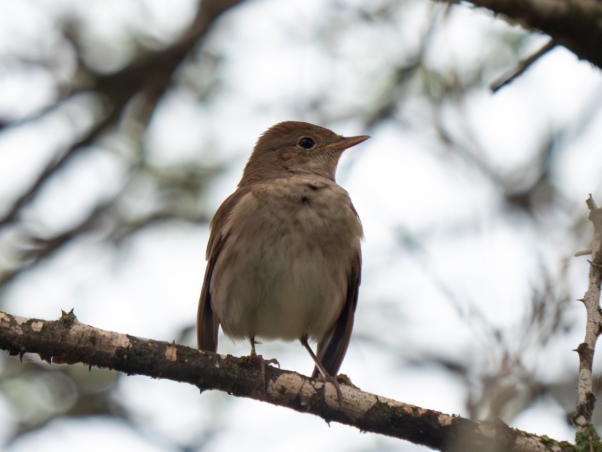 Thrush Nightingale - Yarin KR