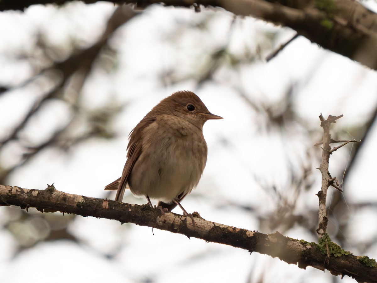 Thrush Nightingale - Yarin KR