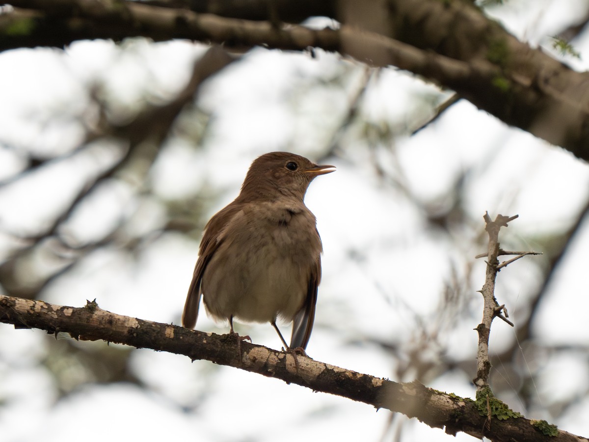 Thrush Nightingale - ML619560841