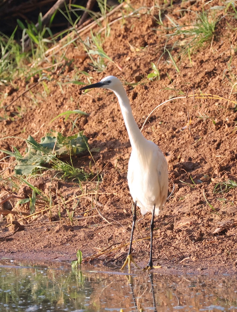 Little Egret - Mileta Čeković