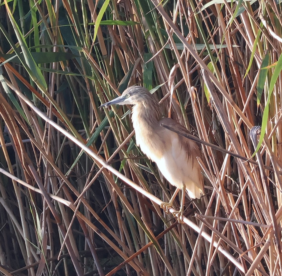 Squacco Heron - Mileta Čeković