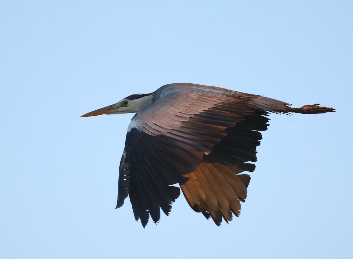 Gray Heron - Mileta Čeković