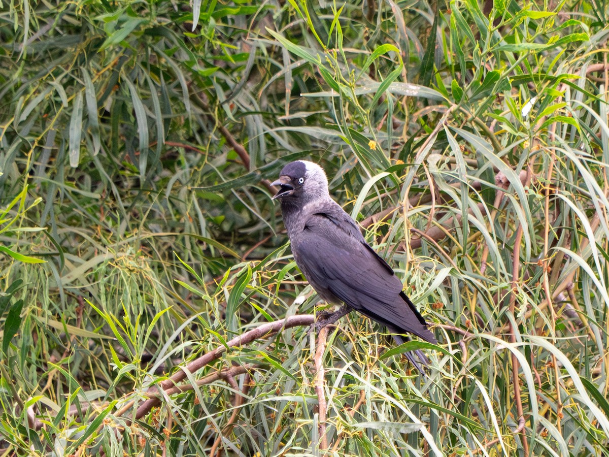 Eurasian Jackdaw - ML619560847