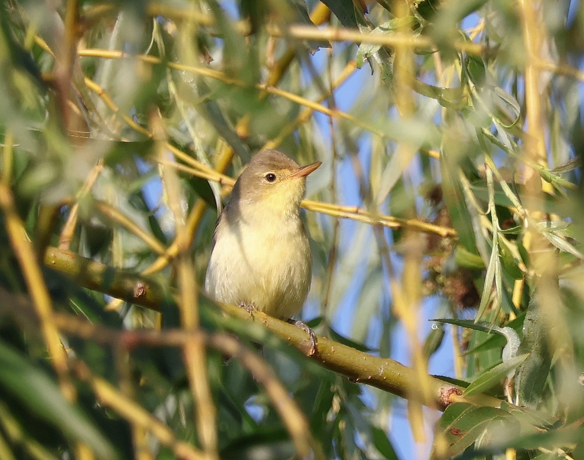 Icterine Warbler - Mileta Čeković