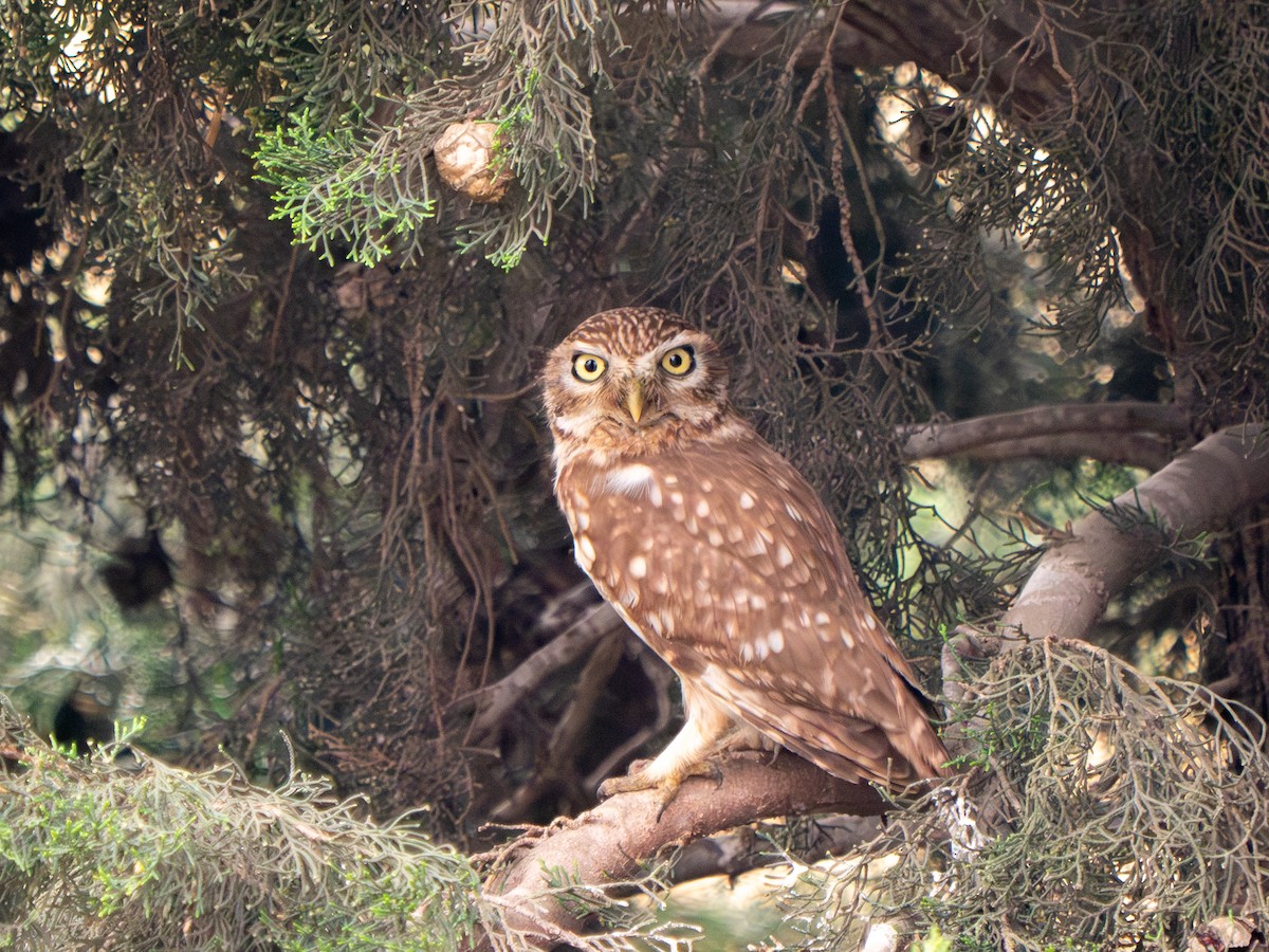 Little Owl - ML619560852