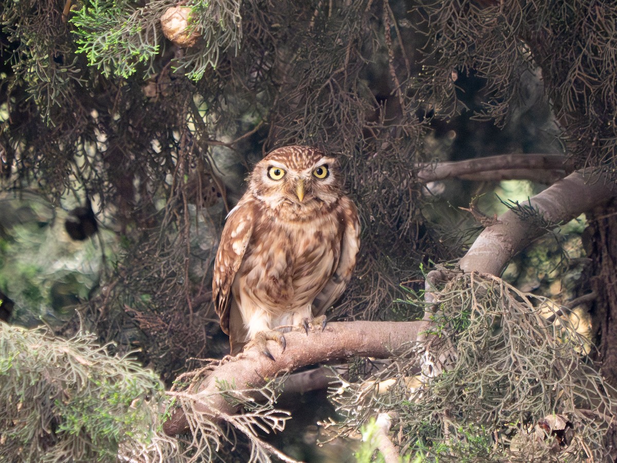 Little Owl - ML619560853