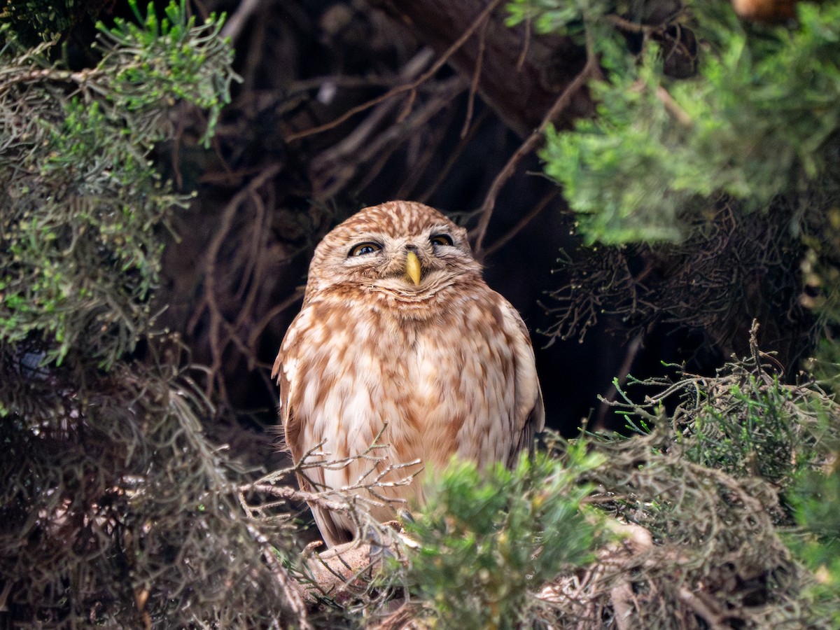 Little Owl - ML619560854