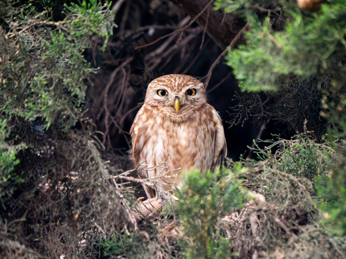 Little Owl - Yarin KR