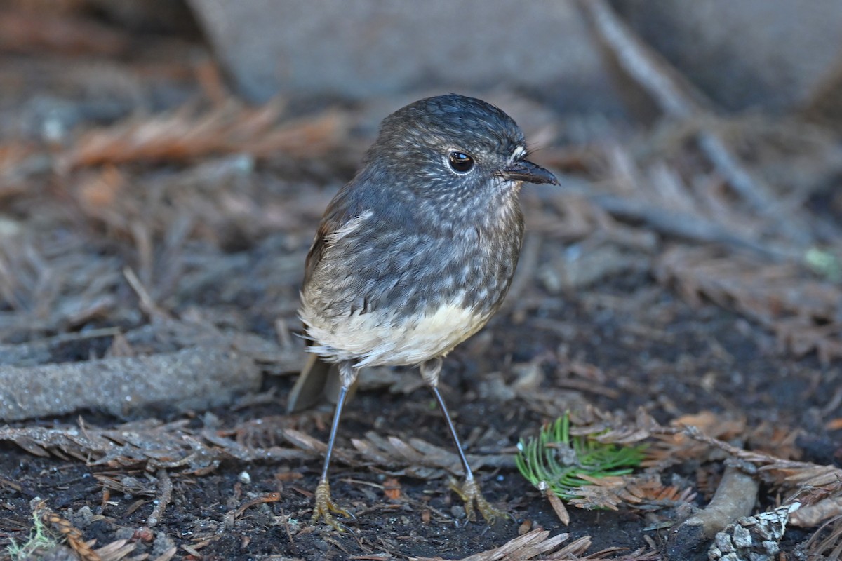 North Island Robin - Viktar Ryndzevich