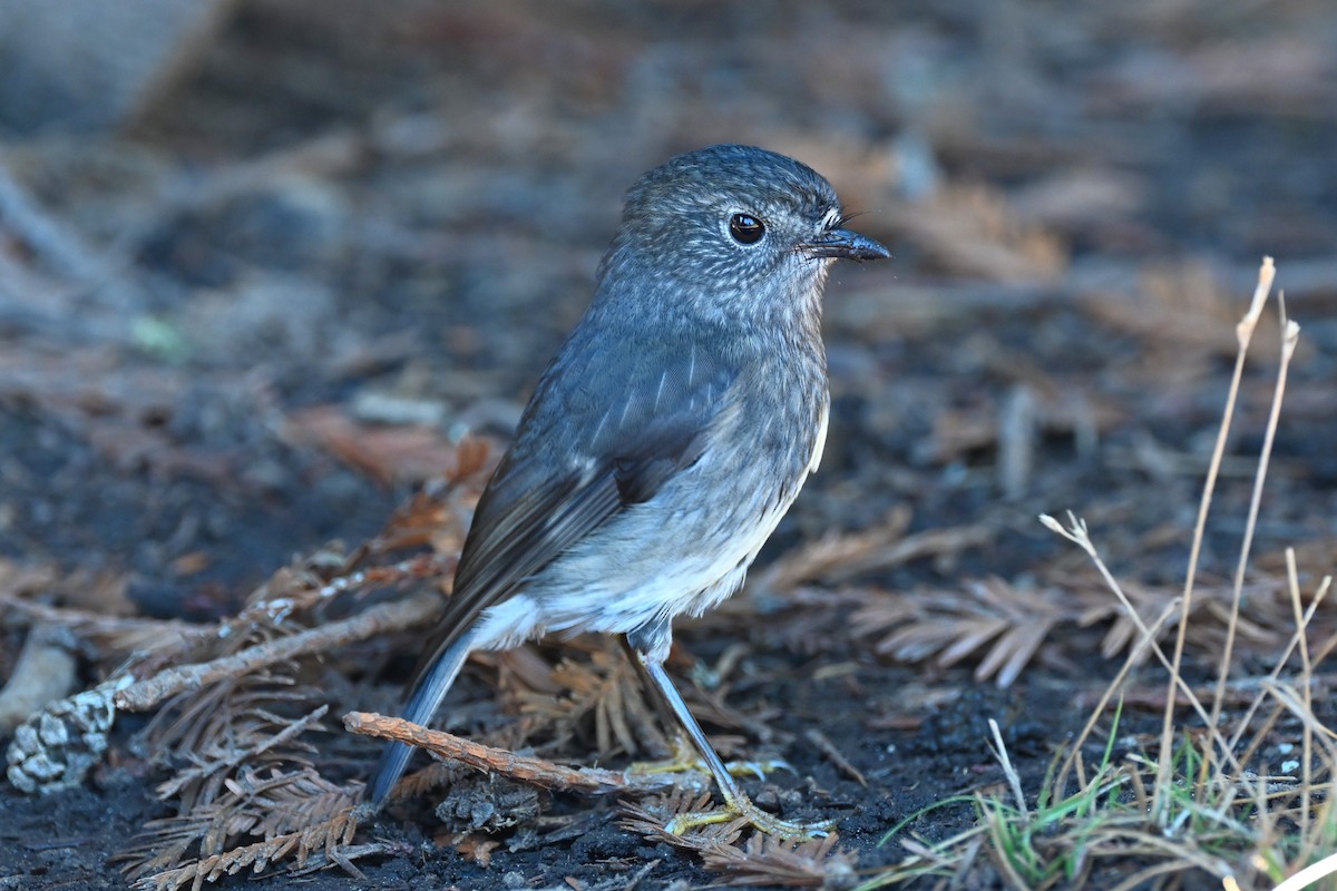 North Island Robin - Viktar Ryndzevich