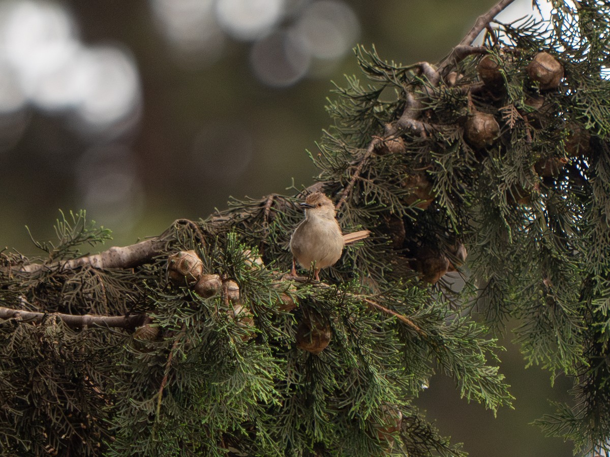 Graceful Prinia - Yarin KR