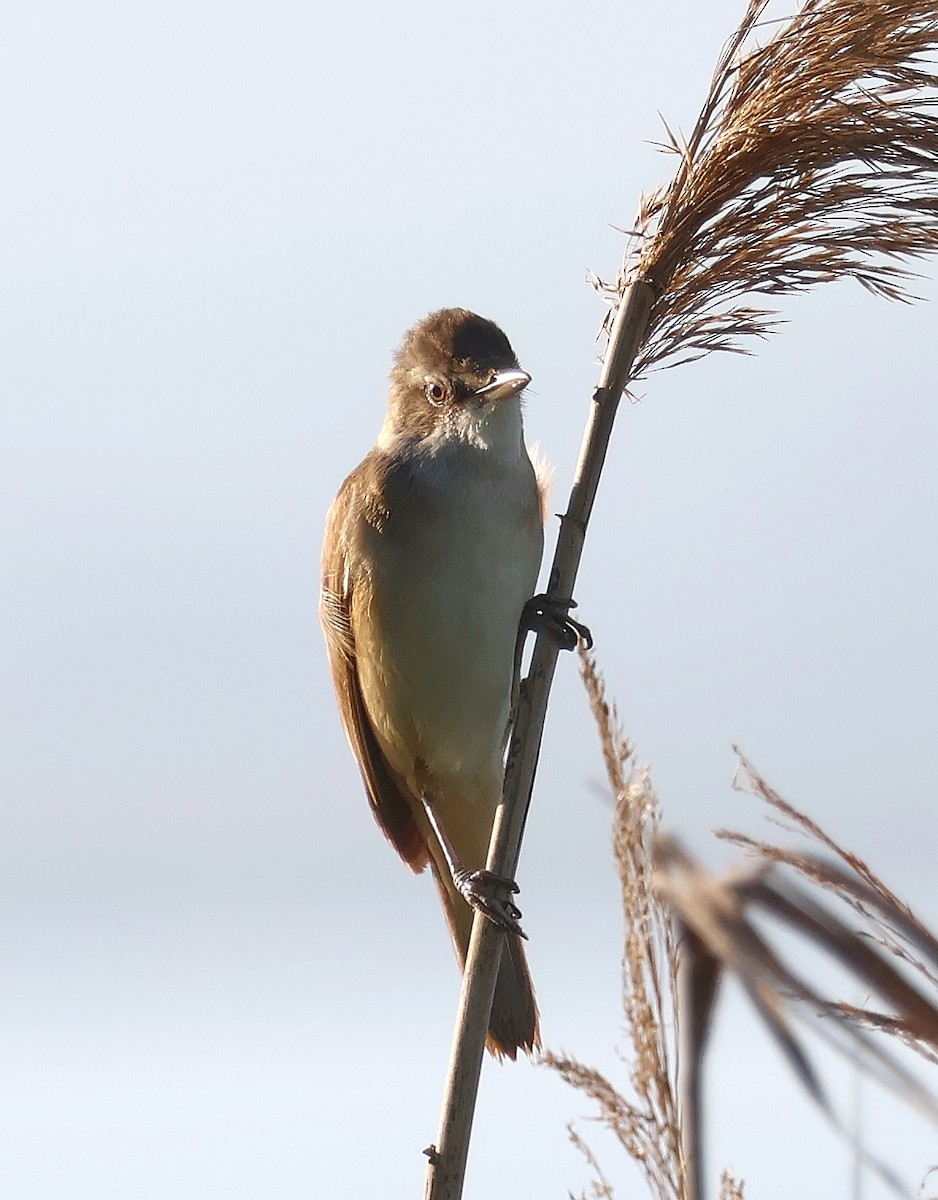 Great Reed Warbler - Mileta Čeković