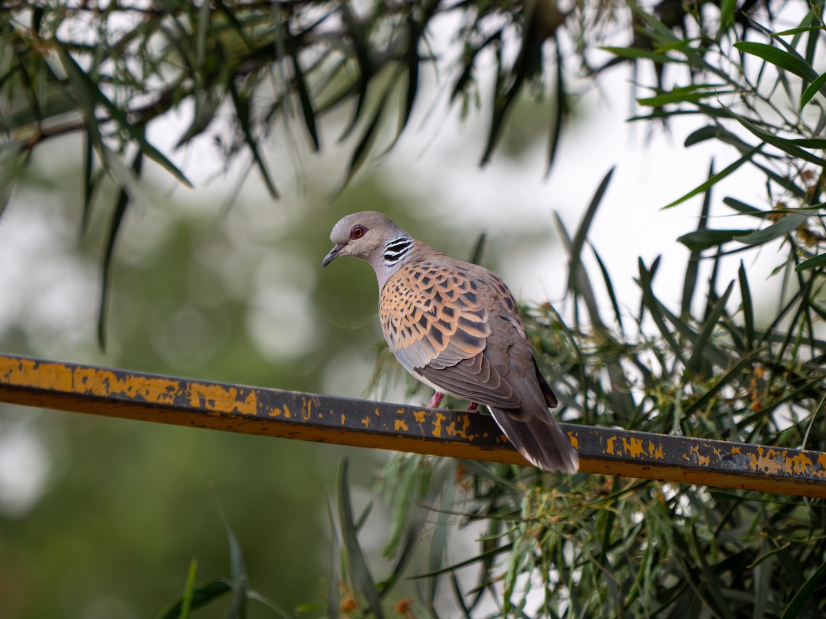 European Turtle-Dove - Yarin KR