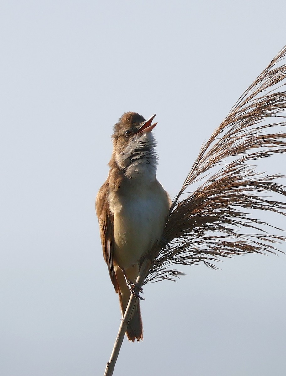 Great Reed Warbler - Mileta Čeković