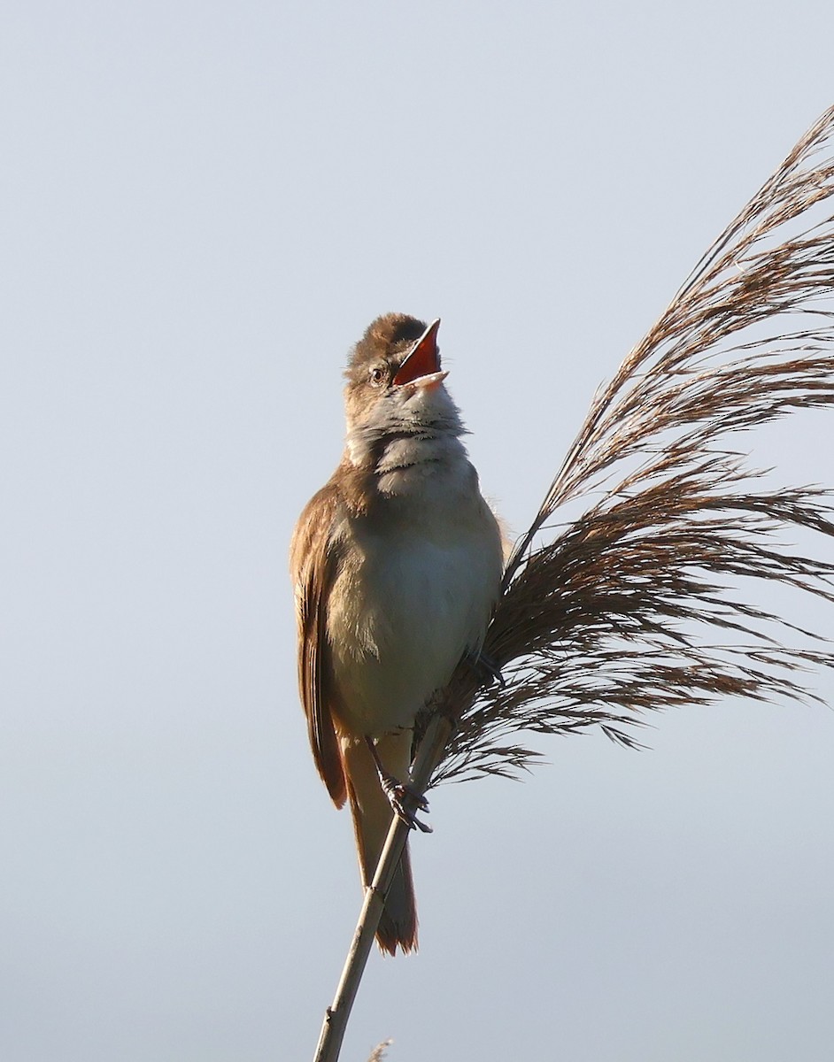 Great Reed Warbler - Mileta Čeković