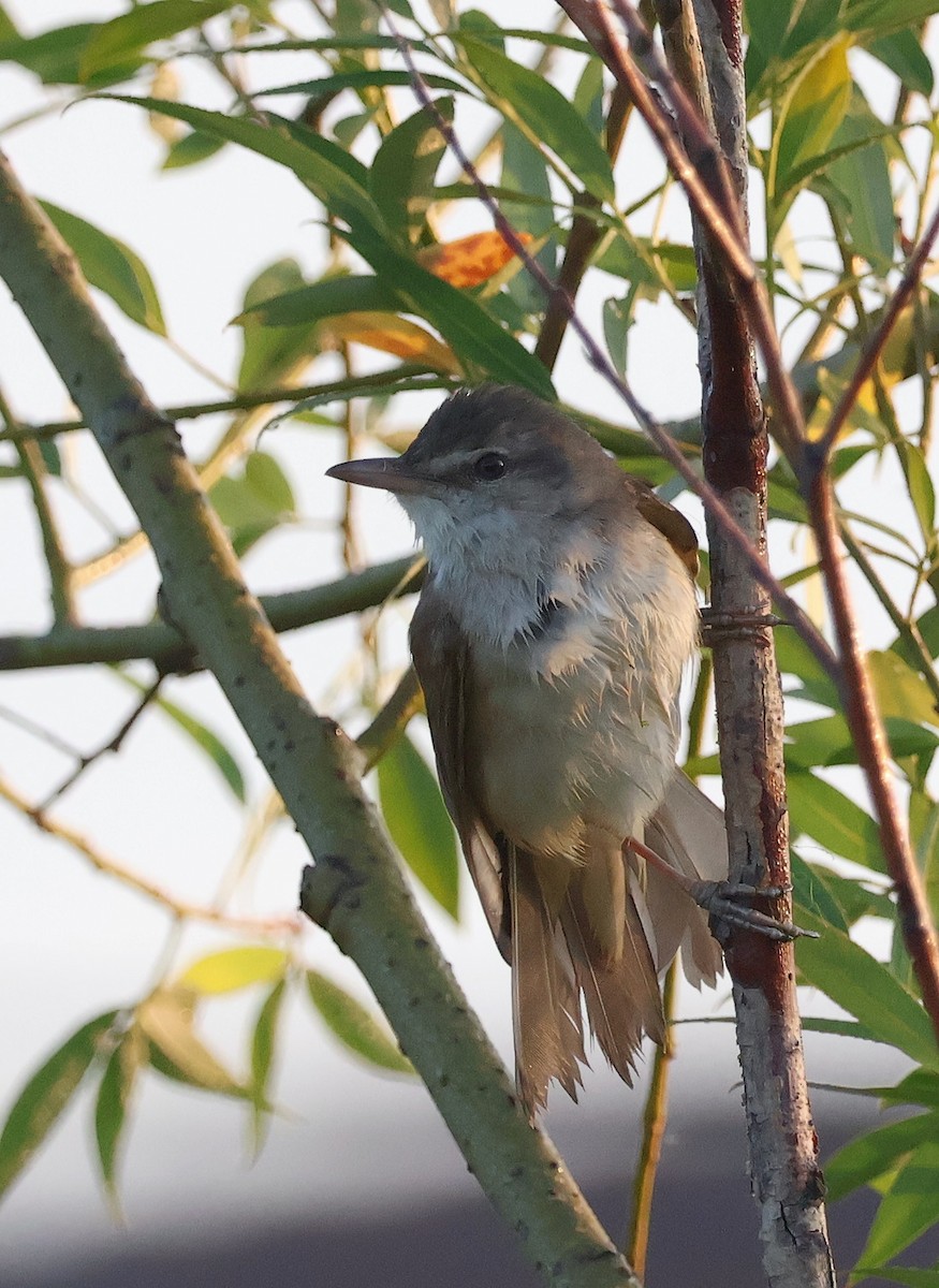 Great Reed Warbler - Mileta Čeković