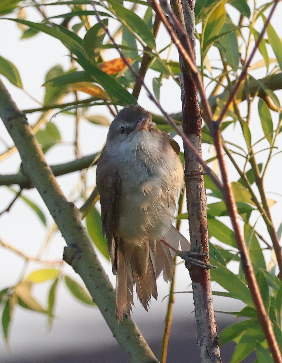 Great Reed Warbler - Mileta Čeković