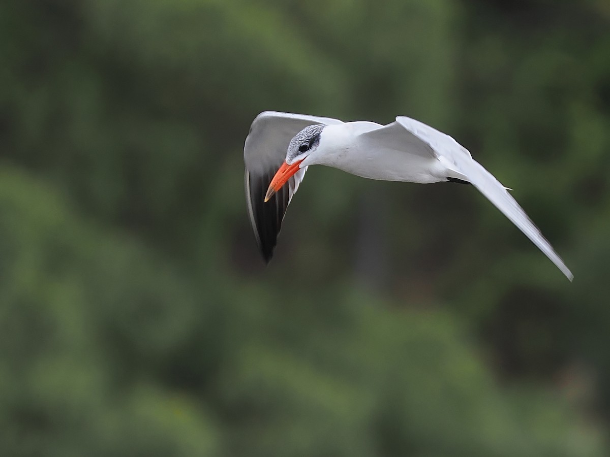 Caspian Tern - Len and Chris Ezzy