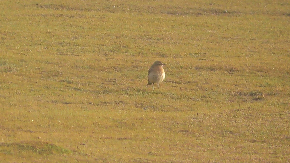 Northern Wheatear - Christopher Bourne