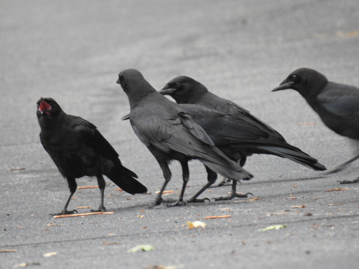 American Crow - Laura Mae