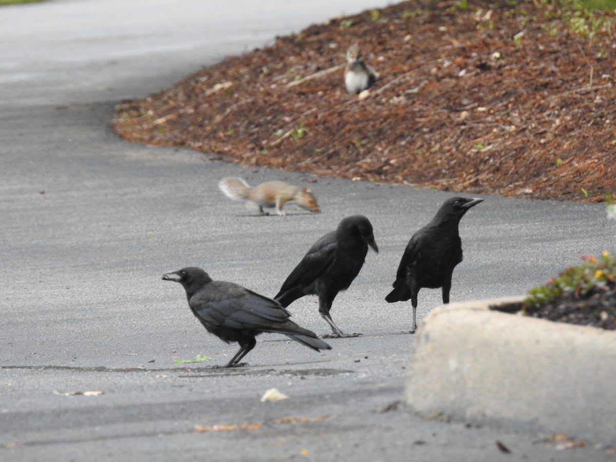 American Crow - Laura Mae