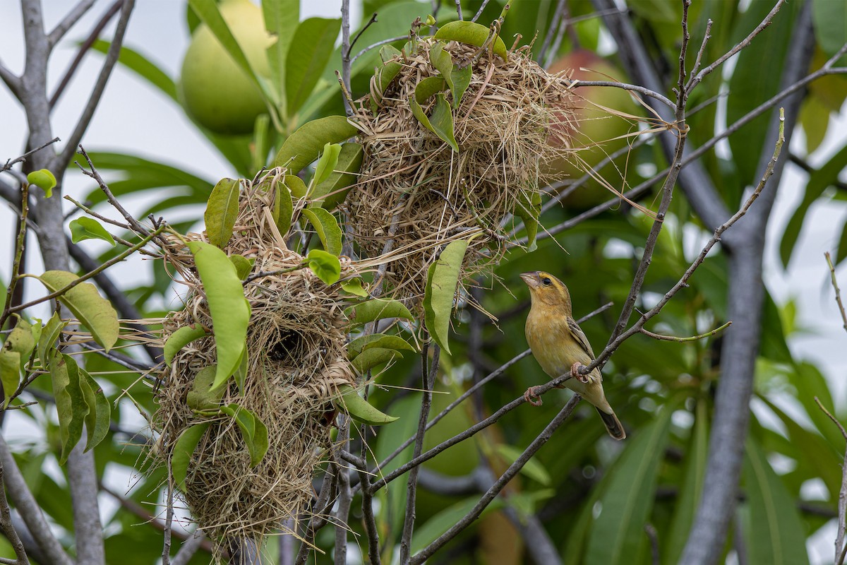 Asian Golden Weaver - Muangpai Suetrong