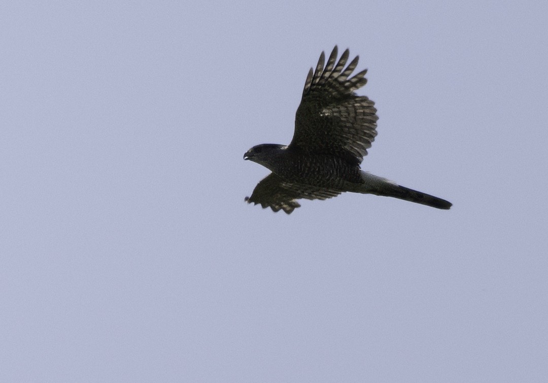 Cooper's Hawk - Charles Carlson