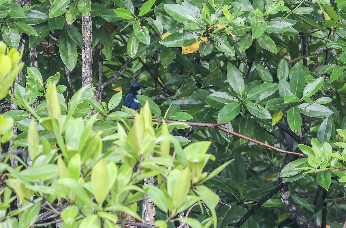 Blue-black Kingfisher - Mike Edgecombe