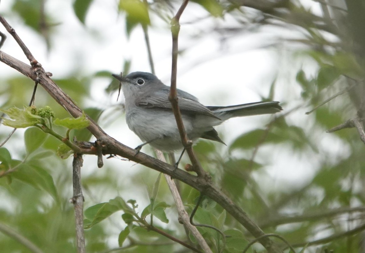 Blue-gray Gnatcatcher - Zhongyu Wang