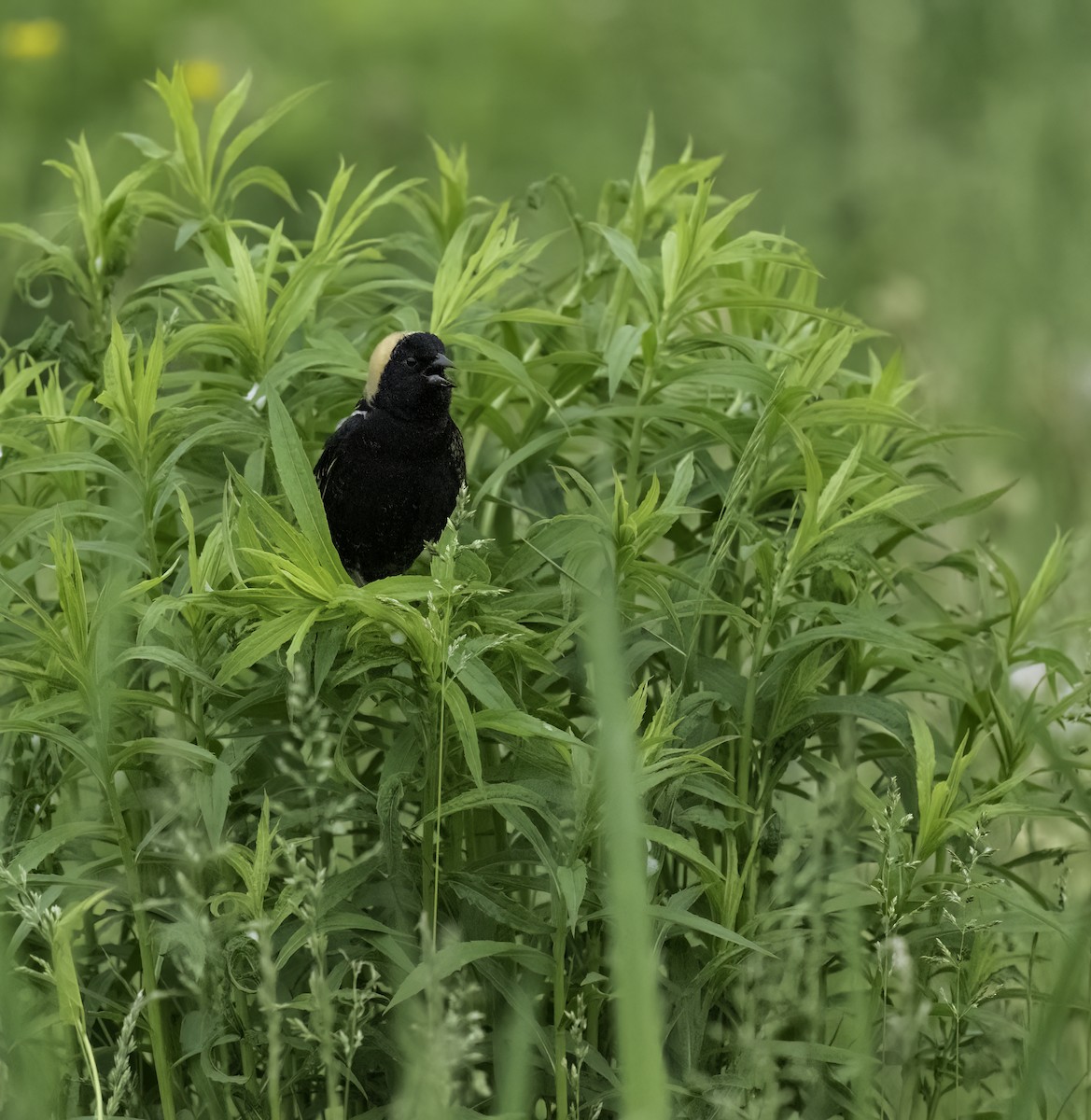 bobolink americký - ML619560896