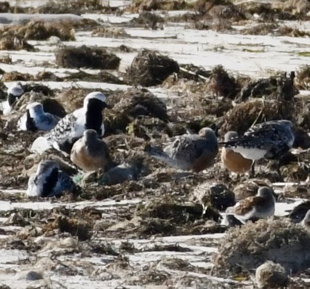 Red Knot - Matthias Leu