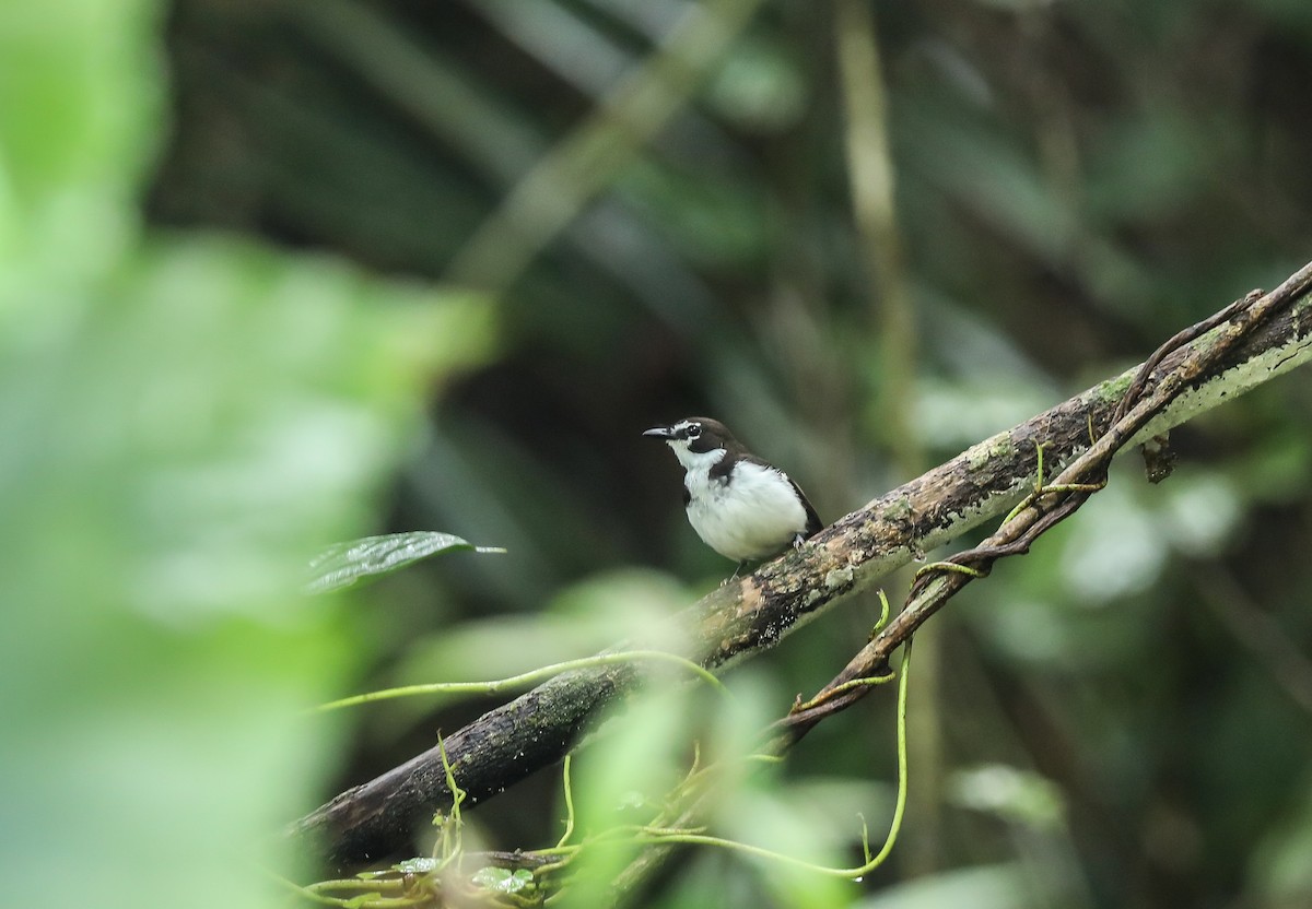 Black-sided Robin - Mike Edgecombe