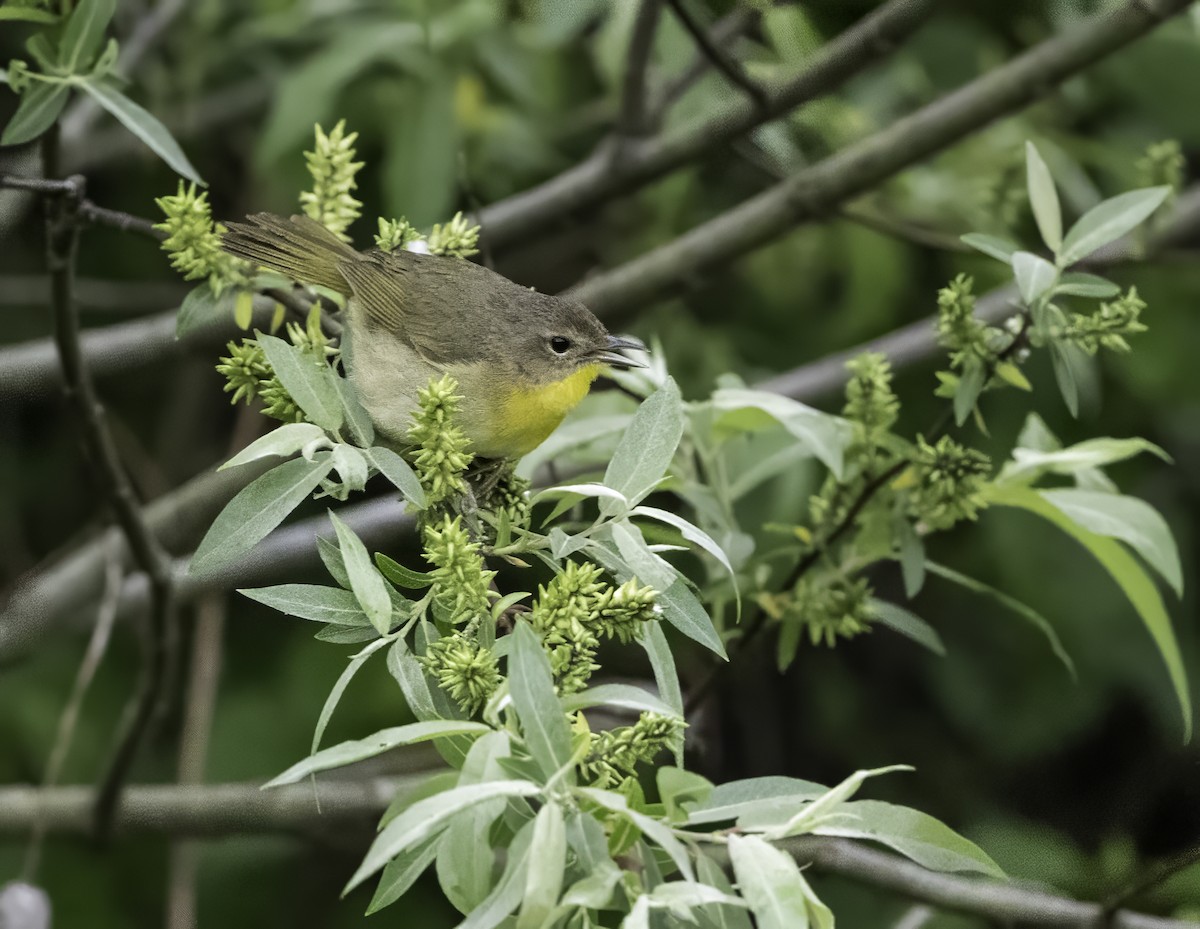 Common Yellowthroat - Charles Carlson