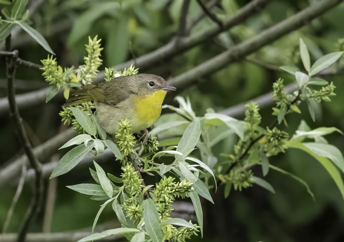 Common Yellowthroat - Charles Carlson