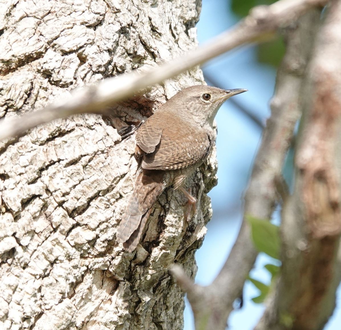 House Wren - Zhongyu Wang